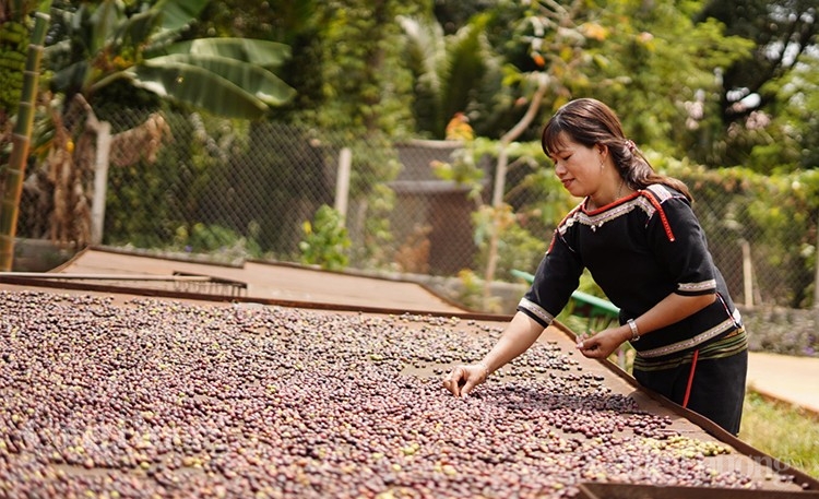 xuất khẩu cà phê (ảnh Nguyễn Hạnh)