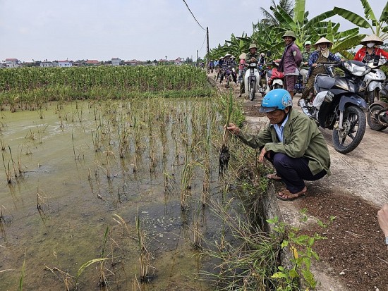 Tỉnh ủy Thái Bình hỏa tốc chỉ đạo làm rõ lý do lúa chết bí ẩn do Báo Công Thương phản ánh