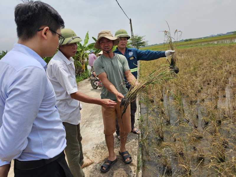 Thái Bình: Hơn trăm hec ta lúa chết hàng loạt nghi do nhiễm mặn cần sớm làm rõ nguyên nhân