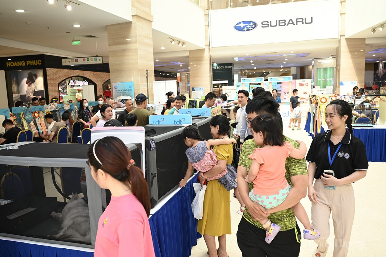 Chiêm ngưỡng những chú mèo ngàn đô đạt giải cao trong cuộc thi mèo đẹp