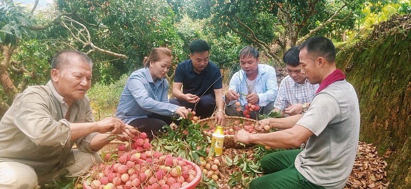 Làm giàu từ trồng cây ăn quả và nuôi ong lấy mật