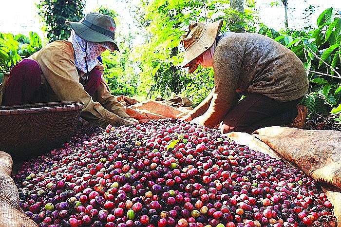 Dấu hiệu cho thấy trong các tháng cuối năm, giá trị xuất khẩu sẽ còn cao hơn nữa khi các hợp đồng theo giá mới được giao.