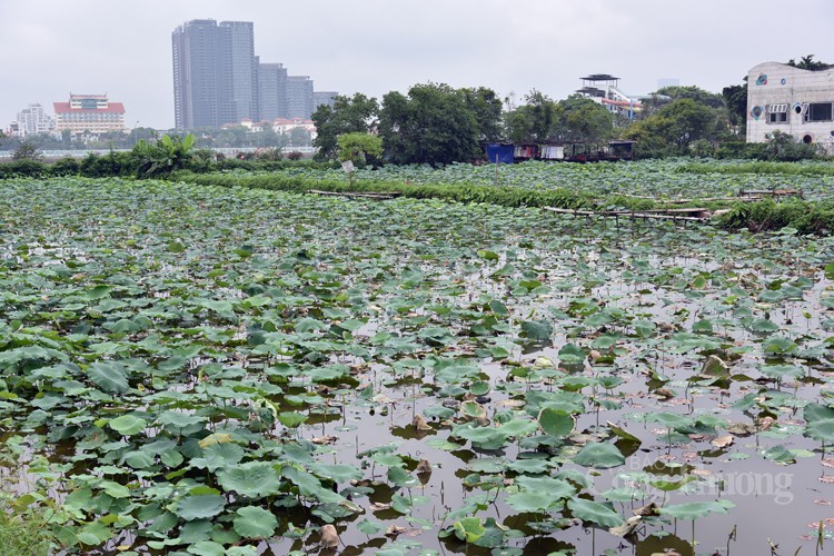 Sen Hồ Tây mất mùa, giá trà sen tăng cao