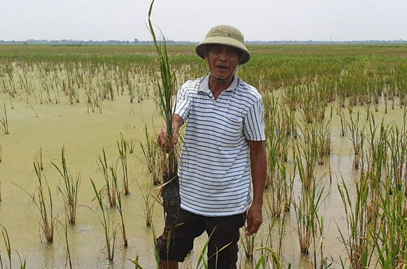 Hàng trăm hecta ruộng nghi nhiễm mặn đầy “bí ẩn”: Chuyên gia nói gì?