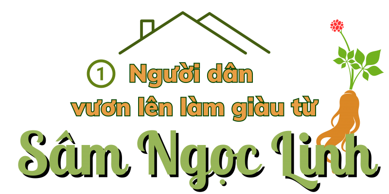 Longform | Quảng Nam: Tiếp thêm động lực đưa Sâm Ngọc Linh vươn ra thế giới