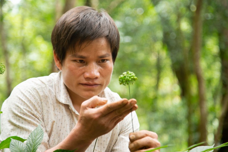 Longform | Quảng Nam: Tiếp thêm động lực đưa Sâm Ngọc Linh vươn ra thế giới