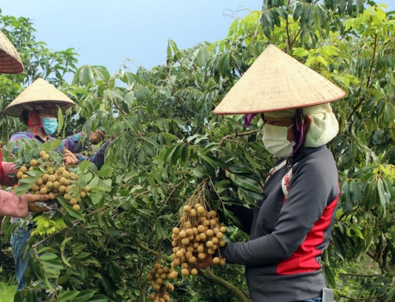 Thu hoạch nhãn Sông Mã (Ảnh: Thu Thùy)