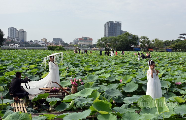 Thợ chụp ảnh thất thu vì sen Hồ Tây mất mùa