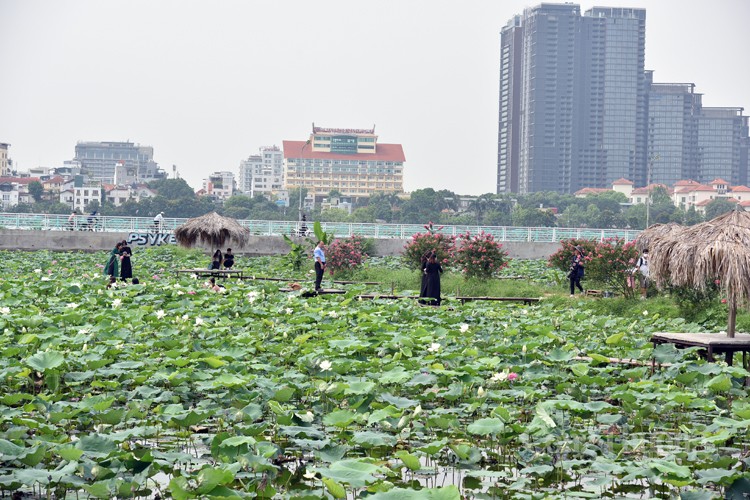 Thợ chụp ảnh thất thu vì sen Hồ Tây mất mùa