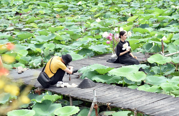 Thợ chụp ảnh thất thu vì sen Hồ Tây mất mùa