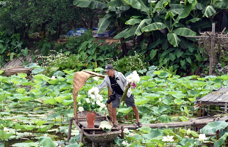 Thợ chụp ảnh thất thu vì sen Hồ Tây mất mùa