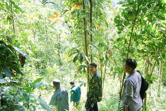 Trồng ươi xen quế Trà My: Mô hình xen canh hiệu quả, tạo sinh kế lâu dài