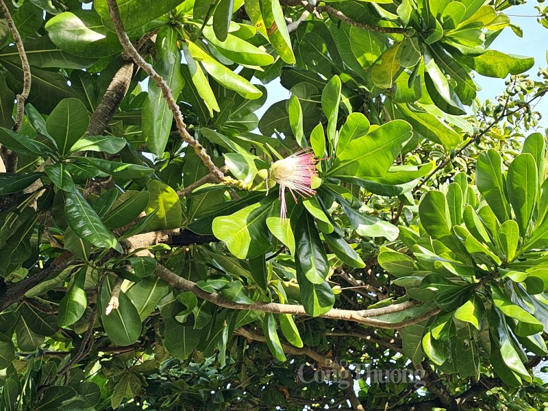 Tháng 6 ở Trường Sa Tháng 6 ở Trường Sa