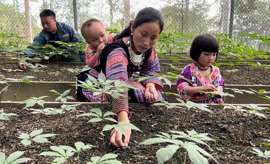 sam ngoc linh son la tu hao nguon duoc lieu quy