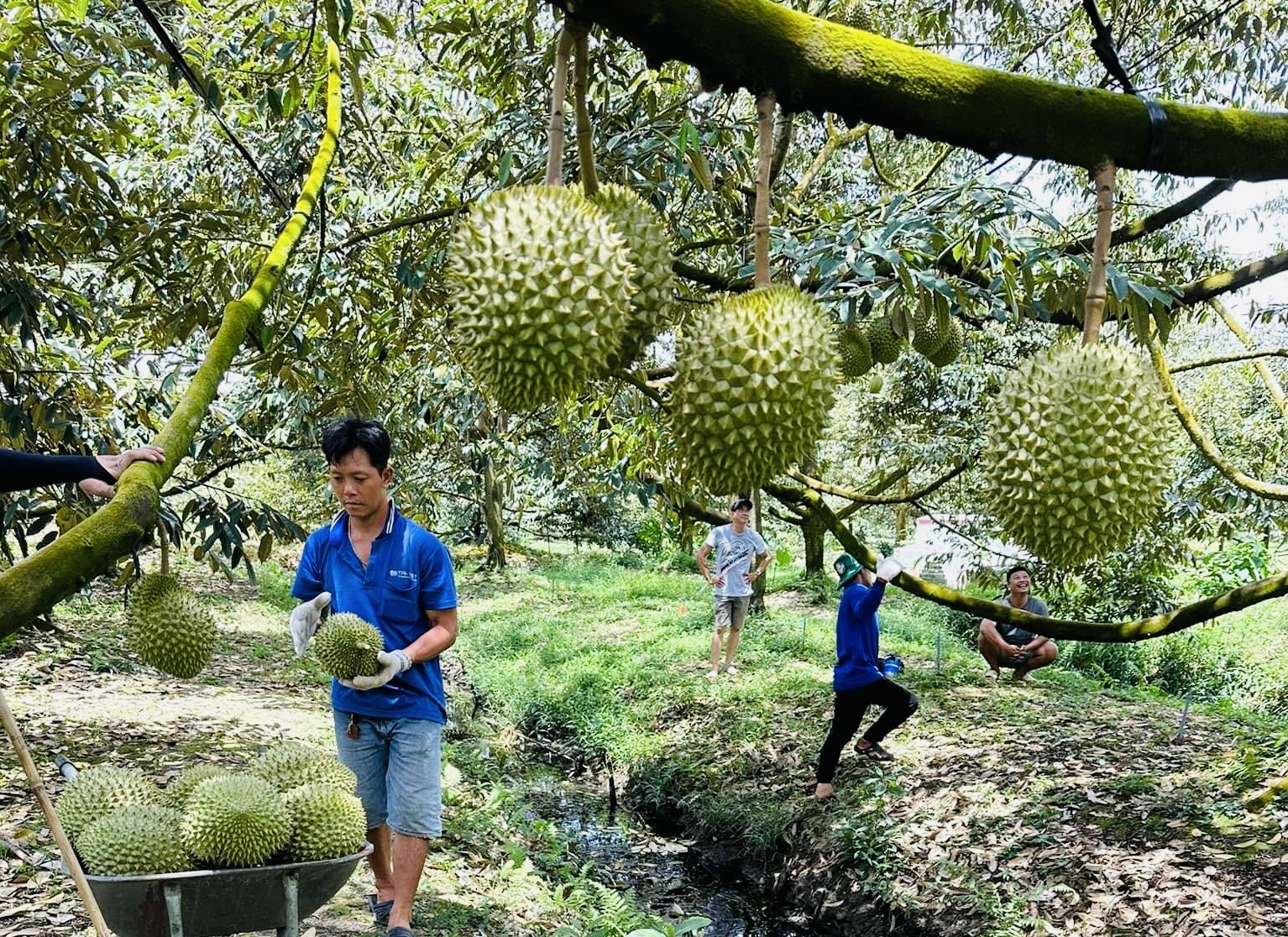 Đưa sầu riêng vào Trung Quốc: Bước đi mới của Thái Lan cạnh tranh với hàng Việt