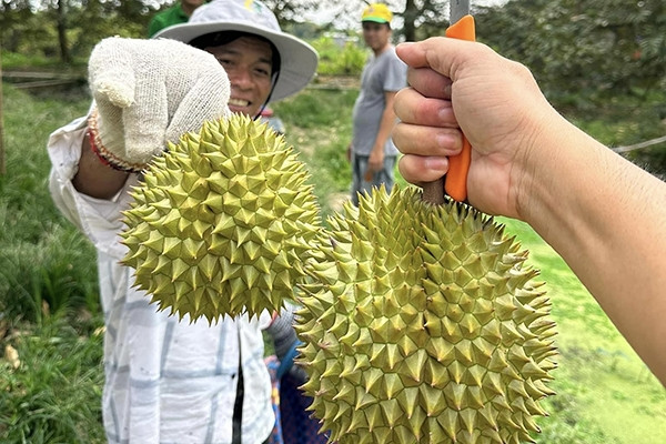 Đưa sầu riêng vào Trung Quốc: Bước đi mới của Thái Lan cạnh tranh với hàng Việt