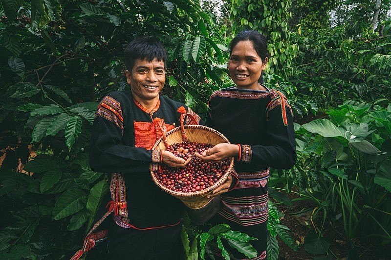 Giá cà phê hôm nay, 29/6/2023: Giá cà phê trong nước sát mốc 67.000 đồng/kg