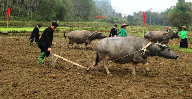 Nhiều hộ đồng bào đã mở rộng quy mô chăn nuôi theo hướng hàng hóa. Ảnh: T.H