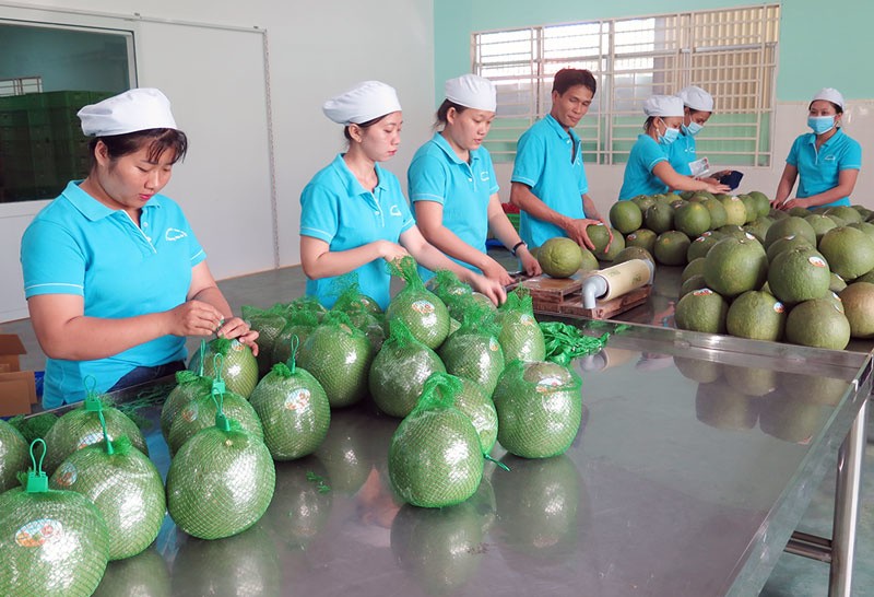 Bao gói bưởi xuất khẩu. Ảnh: Thy Lê