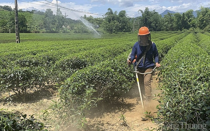 Nghệ An: Sản lượng chè giảm mạnh, giá tăng cao kỷ lục