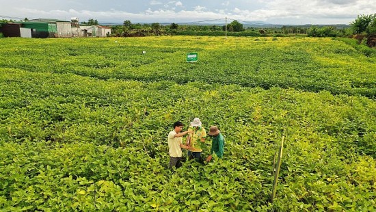 toi uu nguyen lieu giup vinasoy vao top 50 doanh nghiep phat trien ben vung