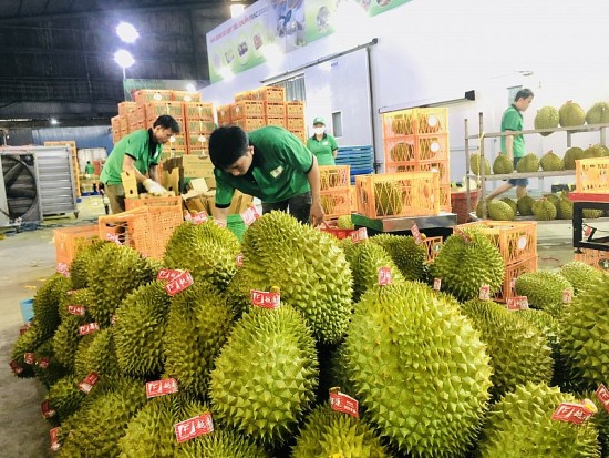 Đừng để sầu riêng biến thành “sầu chung”