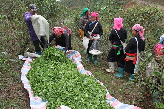 Người vùng cao Bắc Hà làm giàu từ chè Shan tuyết