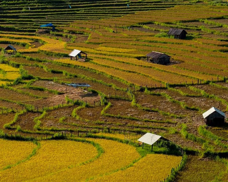 Những cánh đồng ruộng bậc thang ngả vàng mùa lúa chín    Ảnh: Memangden