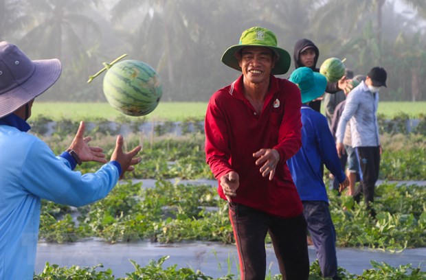 Logistics - Diem mau chot quyet dinh gia tri cua nong san Viet hinh anh 1