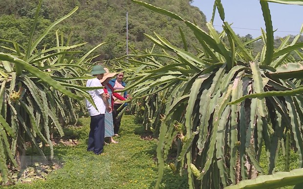 Tinh Son La day manh xuat khau thanh long ra nuoc ngoai hinh anh 1