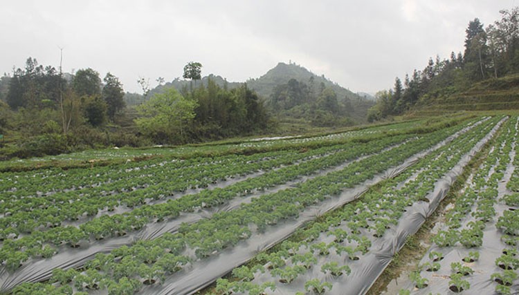 Nông dân vùng cao Bắc Hà nâng cao thu nhập từ cây rau sạch