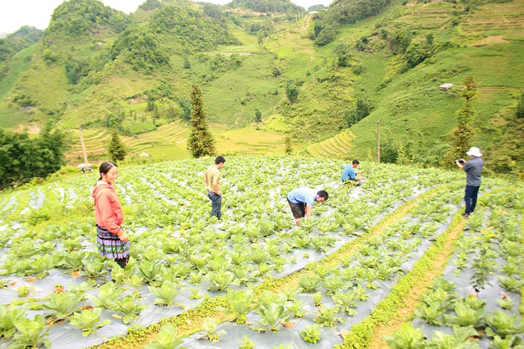 Nông dân vùng cao Bắc Hà nâng cao thu nhập từ cây rau sạch