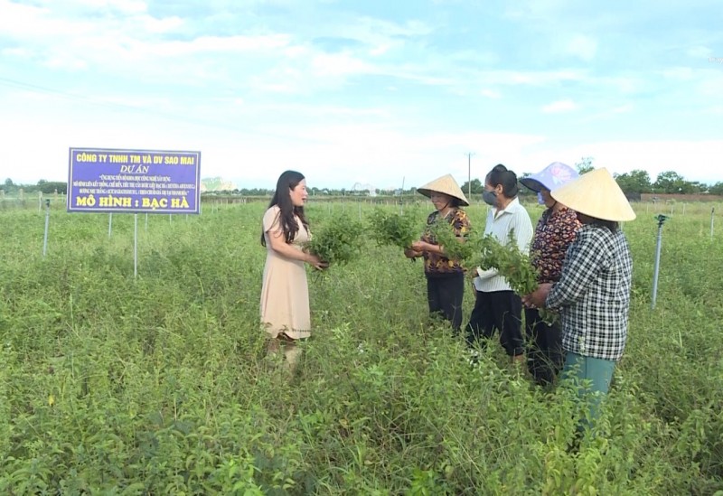 Hình thành nhiều mô hình liên kết sản xuất dược liệu