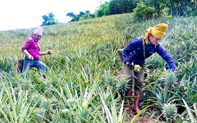 Sông Mã (Sơn La): Chủ động xây dựng vùng nguyên liệu nông sản