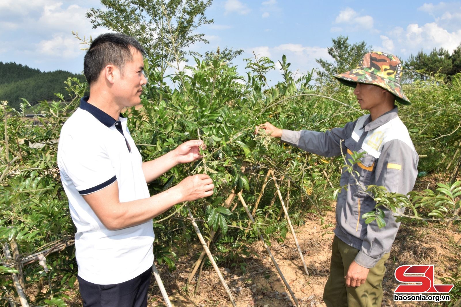 Tỉnh Sơn La: Phát triển mạnh cây dược liệu ở huyện miền núi Sốp Cộp