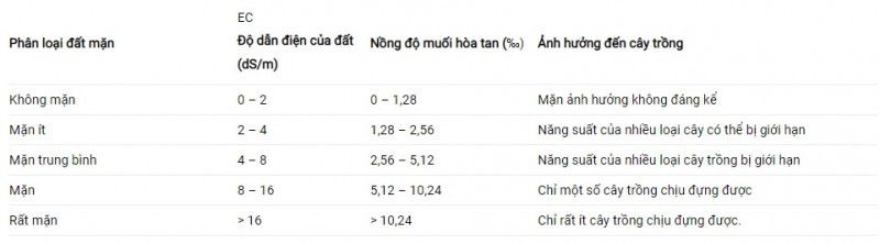 Tỉnh ủy Thái Bình hỏa tốc chỉ đạo làm rõ lý do lúa chết bí ẩn do Báo Công Thương phản ánh