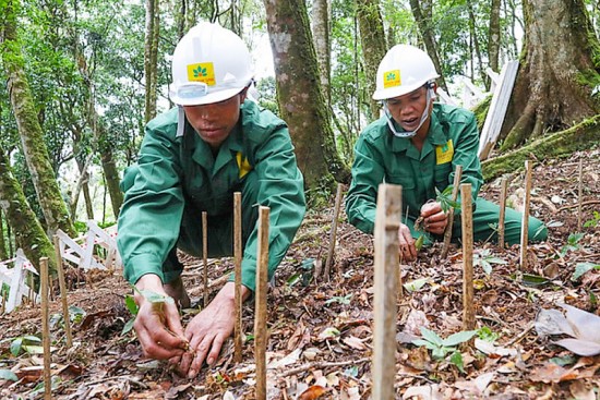 kon tum de xuat thi diem trong sam ngoc linh duoi tan rung dac dung