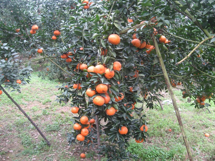 Huyện Vị Xuyên (Hà Giang) tập trung phát triển sản phẩm OCOP theo hướng hàng hóa