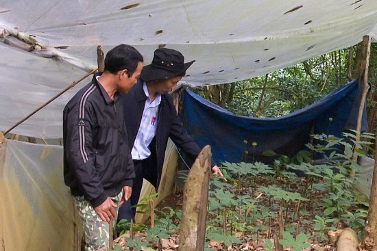sam ngoc linh cay xoa doi giam ngheo mo ra huong di moi cho huyen dak glei tinh kon tum