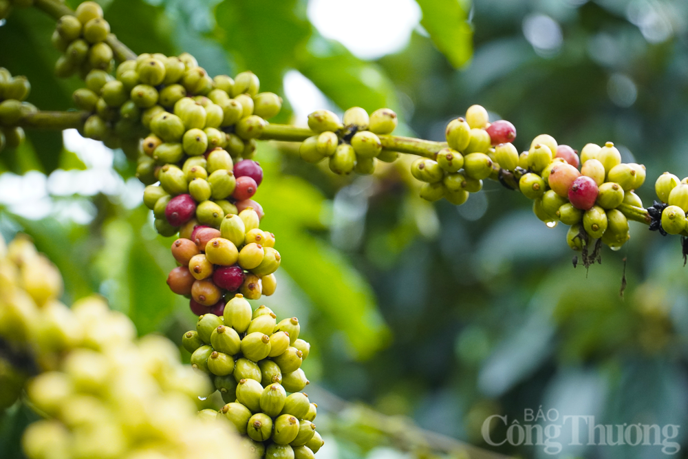 Giá cà phê hôm nay, ngày 21/7/2023: Giá cà phê trong nước tăng 1.300 đồng/kg