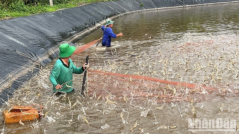 Còn nhiều tiềm năng cho ngành tôm bứt tốc