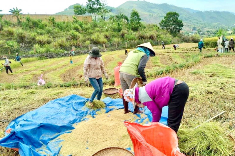 Đồng bào dân tộc thiểu số huyện miền núi Sơn Tây thu hoạch lúa. Ảnh: Hải An