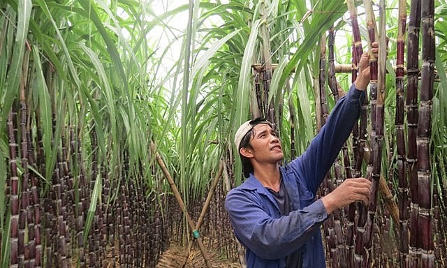 Áp thuế tiêu thụ đặc biệt đối với nước giải khát có đường vẫn còn nhiều tranh luận