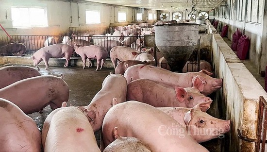 Giá heo hơi hôm nay ngày 6/8/2023: Ghi nhận mức cao nhất 63.000 đồng/kg