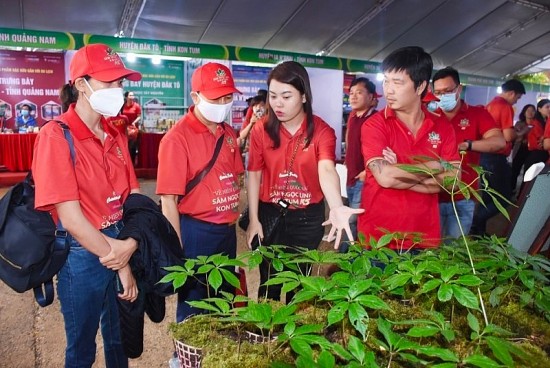 can som cong nhan sam ngoc linh la san pham quoc gia cay quoc ke dan sinh