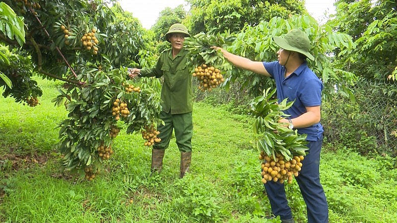 Nhãn Sông Mã đảm bảo tiêu chuẩn xuất khẩu