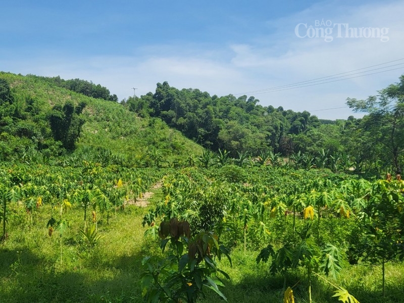 Thanh Hóa: Trồng cây dược liệu, hướng đi mới giúp đồng bào dân tộc xóa đói, giảm nghèo