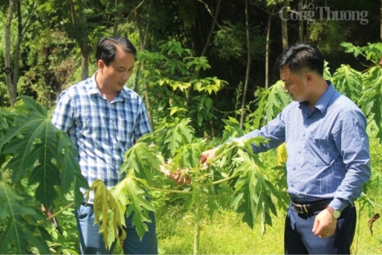 thanh hoa trong cay duoc lieu huong di moi giup dong bao dan toc xoa doi giam ngheo