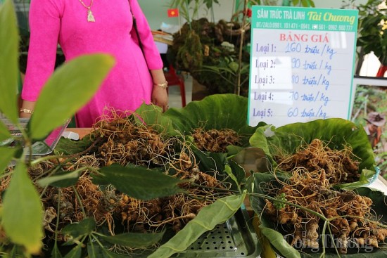 quang nam chua co quy chuan xac dinh sam ngoc linh that gia