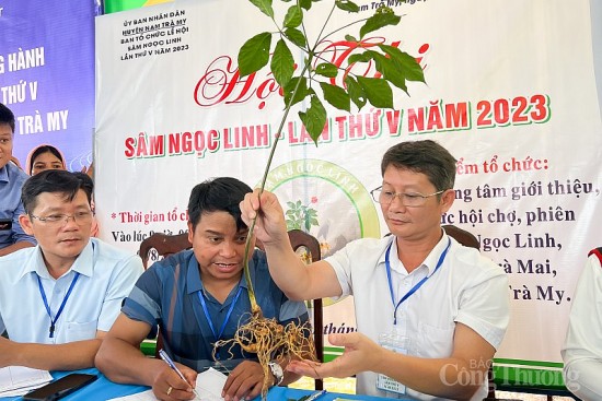 bai 2 ngan chan sam ngoc linh gia bang cach nao